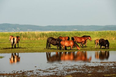 Güneşli bir yaz gününde göl kıyısındaki at sürüsü, Polonya