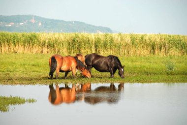 Güneşli bir yaz gününde göl kıyısındaki at sürüsü, Polonya