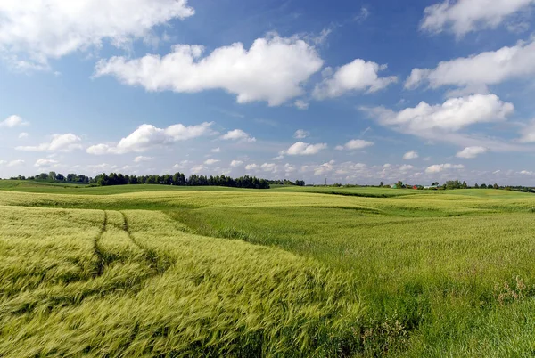 Rural Landscape View Green Meadow Sunny Day Poland — Stock fotografie