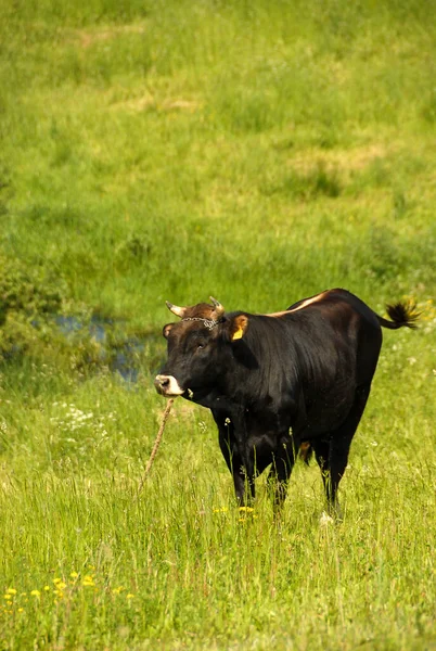 A black bull on a green pasture on a sunny summer day, Poland