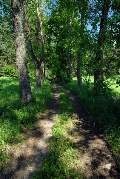 Dirt Dirt Road Green Meadows Poland — Foto de Stock