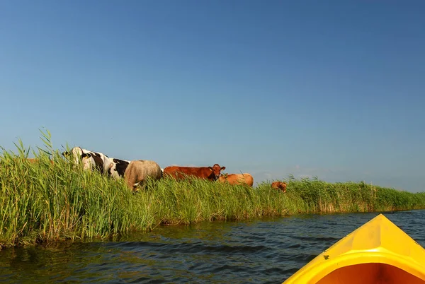 Yellow Canoe Lake Sunny Day Poland — Stock fotografie