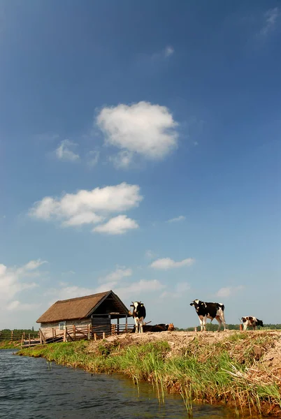 Güneşli bir yaz gününde, Polonya göl kenarındaki yeşil çayır.