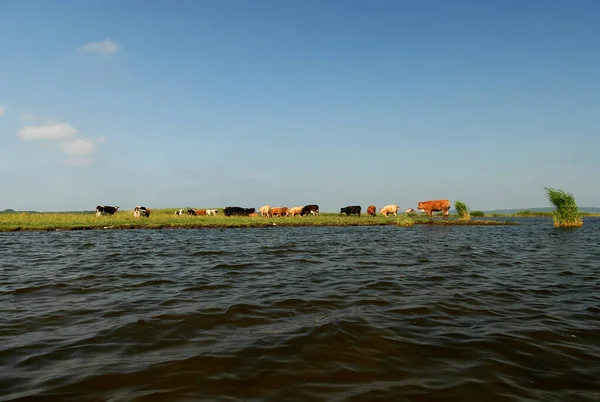 Güneşli bir yaz gününde, Polonya göl kenarındaki yeşil çayır.