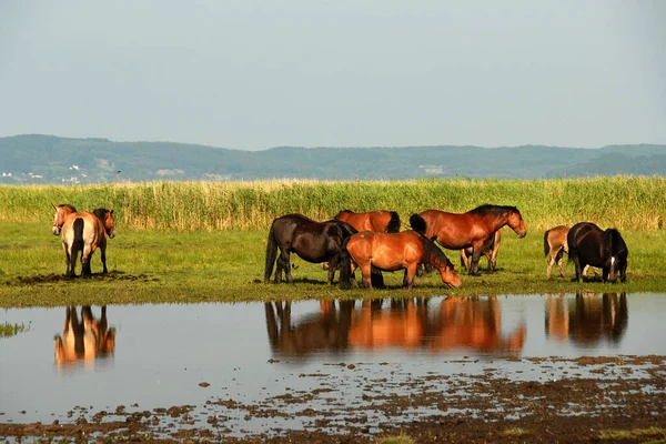 Güneşli bir yaz gününde göl kıyısındaki at sürüsü, Polonya