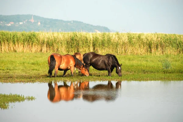 Güneşli bir yaz gününde göl kıyısındaki at sürüsü, Polonya