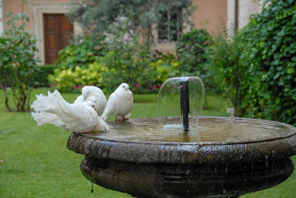 Pombos Brancos Fonte Jardim Itália — Fotografia de Stock