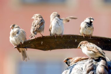 Güneşli bir günde, Polonya 'nın başkenti Varşova' da renkli bir arka planda yaşayan gri serçe sürüsü.