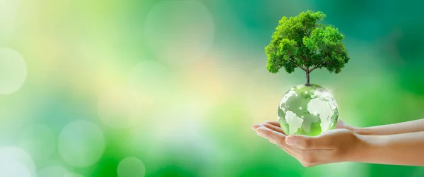 人間の手にグローブクリスタルガラスボール上の成長木 緑の晴れを背景にボケ 環境を保全し 地球をきれいにし 生態系を守り 地球の日のコンセプト — ストック写真