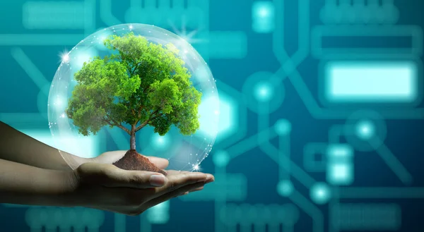 Human hand holding growing tree with wireframe globe. Network connection and Circuit Converging point background. Green IT, Nature Technology interaction, and Ecology concept.