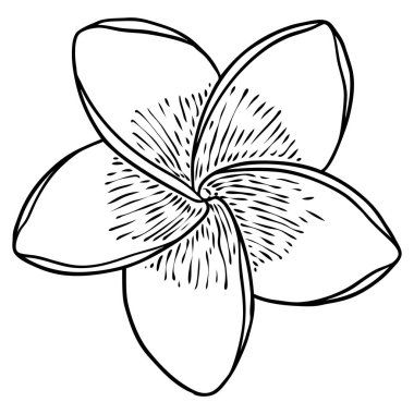 Plumeria açık tomurcuklar. Geleneksel Hawaii tropikal kolyesi ya da boyun çelengi çiçek tasarımı elementi. Hoş geldin davetiye dekorasyonu. Gerçek Plumeria 'dan çizim sanatı. Vektör.