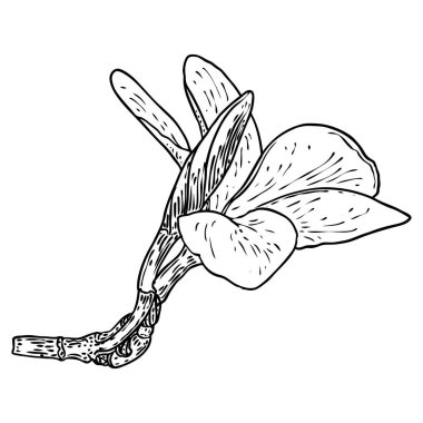 Dalda gerçek Plumeria çiçeği açar. Hawaii Plumeria 'sı çiçek tomurcukları ve dal dalında yaprak ile açık bir kafa. Tropikal çiçeklerin ve egzotik bitkilerin serbest çizimi. Vektör.