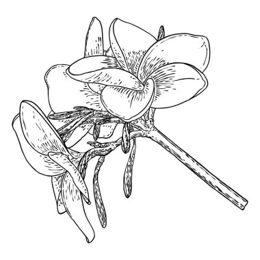 Plumeria ya da yapraklı Frangipani çiçekleri. Dekoratif egzotik çiçeklerin el çizimi sanatı, tomurcuklanma ve açık tomurcuklar, dal üzerinde yaprak. Vektör.