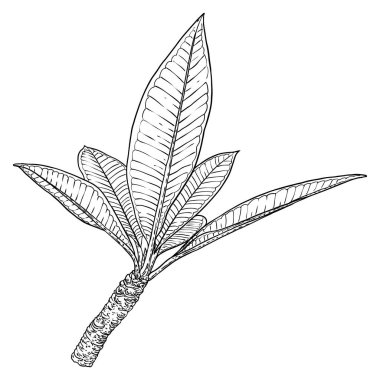Plumeria daldan ayrılıyor. Dekorasyon için egzotik tropik orman çiçekleri. Karayipler, dış bitki yaprakları dal üzerinde. Çizgi el çizim sanatı. Vektör.