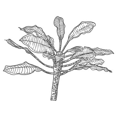 Plumeria daldan ayrılıyor. Dekorasyon için egzotik tropik orman çiçekleri. Karayipler, dış bitki yaprakları dal üzerinde. Çizgi el çizim sanatı. Vektör.