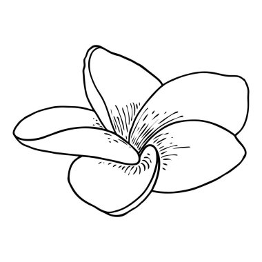 Spa salonu Plumeria çiçek serisi sanat eseri tasarımı. Yoga yağı aromaterapisi ve sıcak masaj stüdyosu, hoş geldin sembolü. Frangipani çiçeğinin açık tomurcuğunu çizmek. Vektör. 