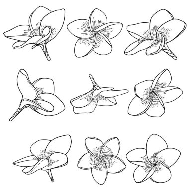 Spa salonu Plumeria çiçek serisi sanat eseri tasarımı seti. Yoga yağı aromaterapisi ve sıcak masaj stüdyosu, hoş geldin sembolü. Frangipani çiçeğinin açık tomurcuğunu çizmek. Vektör. 