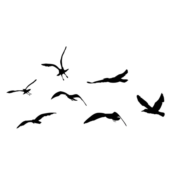 カモメの鳥のセット 航海水夫の入れ墨のスケッチ 白い背景に空飛ぶ海のカモメのシルエットの黒いストローク 海兵隊セット 群れの中の水の鳥のさまざまな形の図面 ベクトル — ストックベクタ