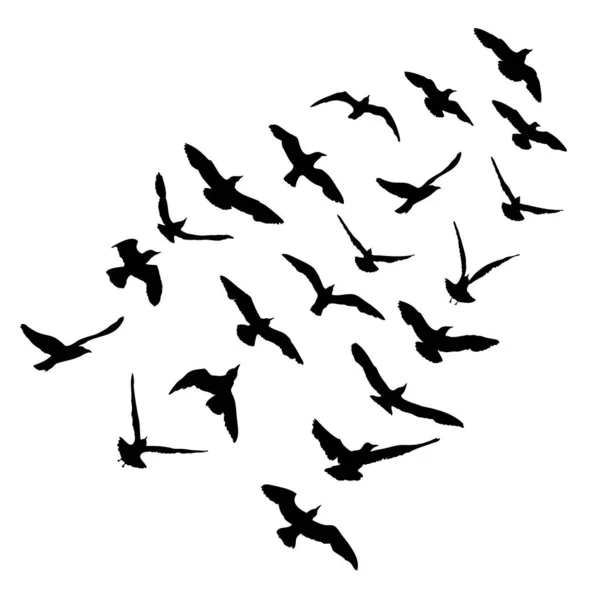Silueta Aves Gaviotas Voladoras Sobre Fondo Blanco Inspiración Vela Cuerpo — Vector de stock