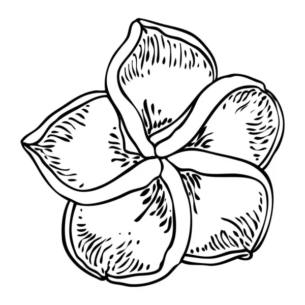 Plumeria Kwitnące Głowy Hawaje Tropikalne Otwarte Pąki Kwiatów Egzotyczny Kwiat — Wektor stockowy
