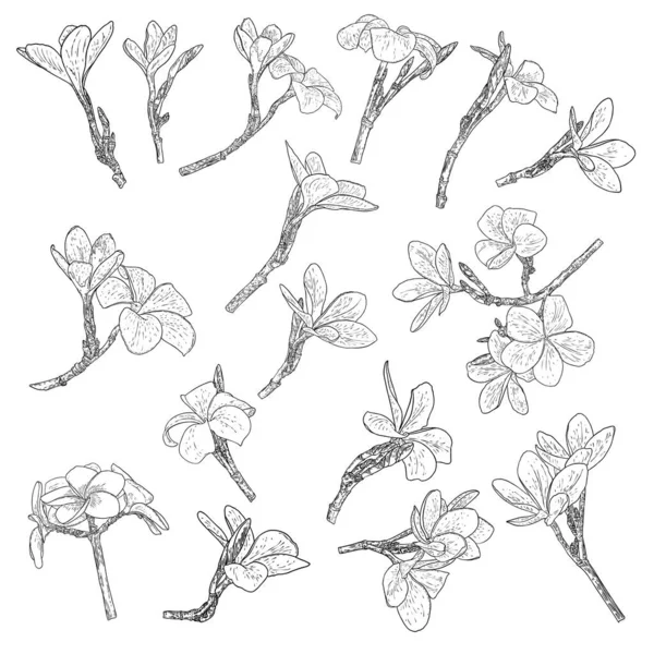 Plumeria Nebo Frangipani Květiny Listy Kreslení Set Ručně Kreslené Linie — Stockový vektor
