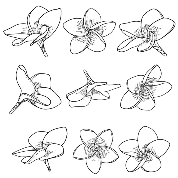 Spa Salon Plumeria Flower Line Art Element Design Set Yoga — Stock Vector