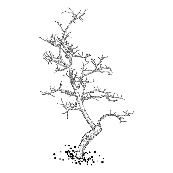 Árvore Nua Forma Isolada Desenhada Mão Caule Árvore Sem Folhas — Vetor de Stock
