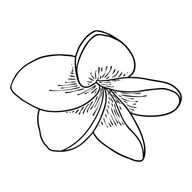 Spa salonu Plumeria çiçek serisi sanat eseri tasarımı. Yoga yağı aromaterapisi ve sıcak masaj stüdyosu, hoş geldin sembolü. Frangipani çiçeğinin açık tomurcuğunu çizmek. Vektör. 