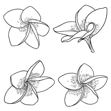 Spa salonu Plumeria çiçek serisi sanat eseri tasarımı seti. Yoga yağı aromaterapisi ve sıcak masaj stüdyosu, hoş geldin sembolü. Frangipani çiçeğinin açık tomurcuğunu çizmek. Vektör. 