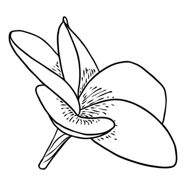 Spa salonu Plumeria çiçek serisi sanat eseri tasarımı. Yoga yağı aromaterapisi ve sıcak masaj stüdyosu, hoş geldin sembolü. Frangipani çiçeğinin açık tomurcuğunu çizmek. Vektör. 