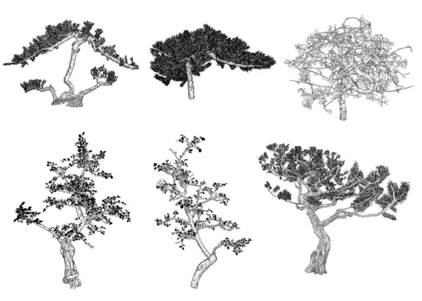 Uppsättning Bonsai Japanska Träd Som Växer Krukor Och Behållare Tecknar — Stock vektor