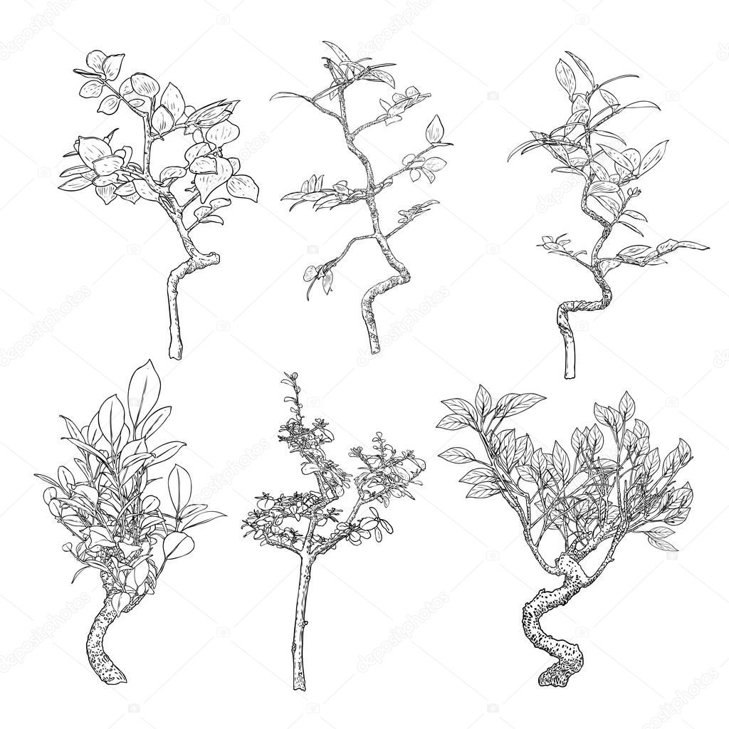 Set of highly detail drawing of trees, hand drawn plants bushes isolated on white background. Vector.