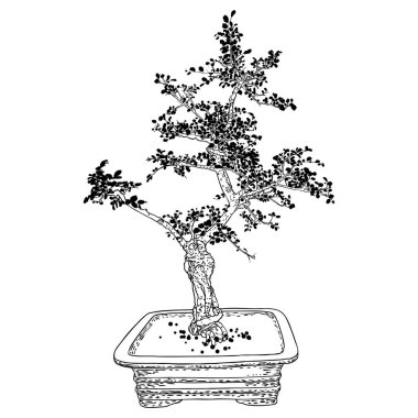 Bonsai ağacı. Beyaz arka planda el çizimi siyah beyaz bitki çizimi, izole. Minik ağaç hobisi için tepsi dikmek. Bonsai Japon ağacı kabın içinde yetişiyor. Vektör.