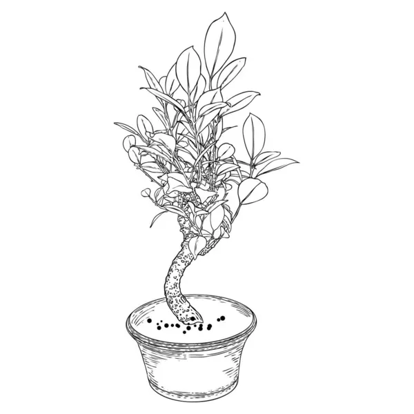 白い背景に手描きの黒い白い植物のイラスト 隔離されました ミニツリー趣味のトレイ植え 盆栽日本の木はコンテナで育てられた ベクトル — ストックベクタ