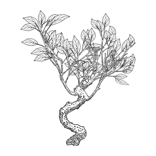 Sehr Detaillierte Zeichnung Des Baumes Handgezeichneter Pflanzenstrauch Isoliert Auf Weißem — Stockvektor