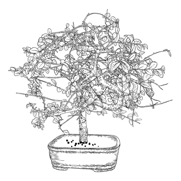 盆景日本树生长在盆栽和容器中 从真正的树上画的盆景风格的装饰小树 — 图库矢量图片