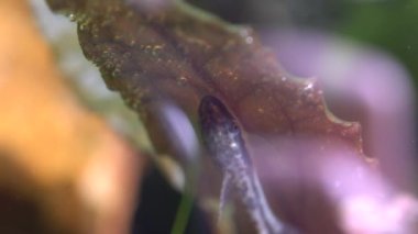 Ev hobisinde deniz yosunlarıyla beslenen otomatlar karidesli akvaryum dikti. Şirin cüce emiciler ya da akvaryumda Loricariidae suratlı. Makro çok sığ bir alan derinliğiyle yakınlaş.