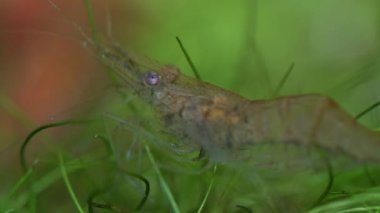 Tatlı su hayalet karides makro shot 'ı ya da eğri kuyruklu opak cam karides. Yosun yiyen Pinokyo karidesleri, Palaemonetes paludosus besleyicileri. Çok sığ bir alan derinliğiyle yaklaşın..