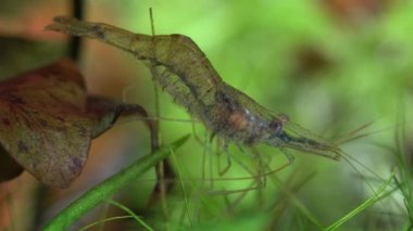 Tatlı su hayalet karides makro shot 'ı ya da eğri kuyruklu opak cam karides. Yosun yiyen Pinokyo karidesleri, Palaemonetes paludosus besleyicileri. Çok sığ bir alan derinliğiyle yaklaşın..