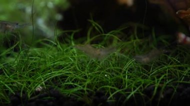 Tatlı su hayalet karides makro shot 'ı ya da eğri kuyruklu opak cam karides. Yosun yiyen Pinokyo karidesleri, Palaemonetes paludosus besleyicileri. Çok sığ bir alan derinliğiyle yaklaşın..