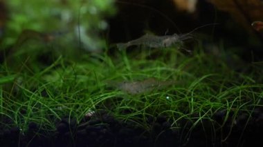 Hobi akvaryumunda şeffaf cam hayalet karides. Makrodaki daha temiz karidesler çok sığ alan derinliğine sahip yakın çekim fotoğrafçılığı. Yosun yiyen Palaemonetes paludosus karidesi.