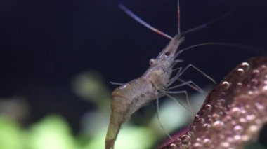 Tatlı su hayalet karides makro shot 'ı ya da eğri kuyruklu opak cam karides. Yosun yiyen Pinokyo karidesleri, Palaemonetes paludosus besleyicileri. Çok sığ bir alan derinliğiyle yaklaşın..