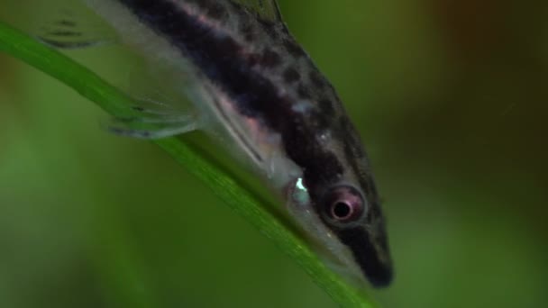 Pesce Gatto Otos Che Nutrono Alghe Nell Hobby Domestico Piantato — Video Stock