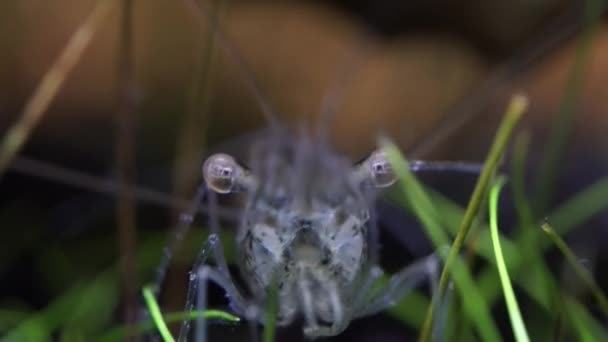 Gamberetti Fantasma Vetro Trasparente Nel Serbatoio Pesce Hobby Gamberetti Più — Video Stock