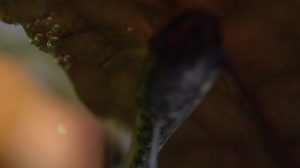 在家里的业余爱好是用海藻喂鳕鱼 在鱼缸里种虾仁 水族馆里可爱的矮人吸盘或洛里卡利亚面容 巨无霸的近身与非常浅浅的地底 — 图库视频影像