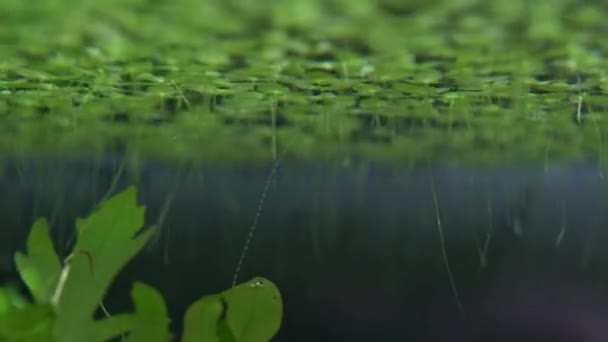 Wurzeln Der Entengras Pflanze Auf Dem Wasser Makro Schließen Sich — Stockvideo