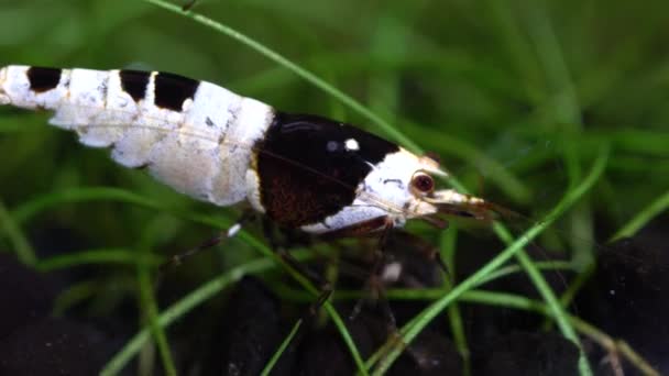 Black Crystal Shrimp Bee Shrimp Nel Serbatoio Pesce Caridina Cantonensis — Video Stock