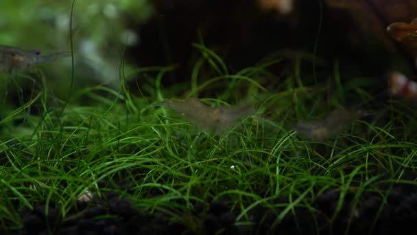 淡水幽霊エビマクロショット または不透明ガラスエビの後ろ尾が曲がった 藻類を食べるピノキオエビ Palaemontes Parudousフィーダー 非常に浅いフィールドの深さで閉じる — ストック動画