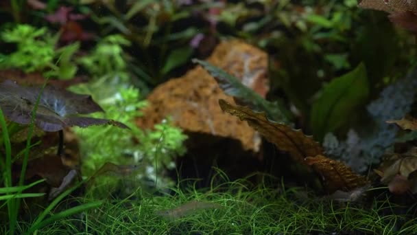 用绿色植物和虾类鱼种植淡水水族馆 漂亮的鱼缸和风景 水下杂草有红虎莲花 尼姆海亚 泽克里 矮发草等 — 图库视频影像