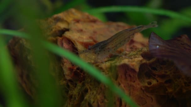 Freshwater Amino Shrimp Eating Algae Macro Shot Algae Eating Cleaning — Stock Video